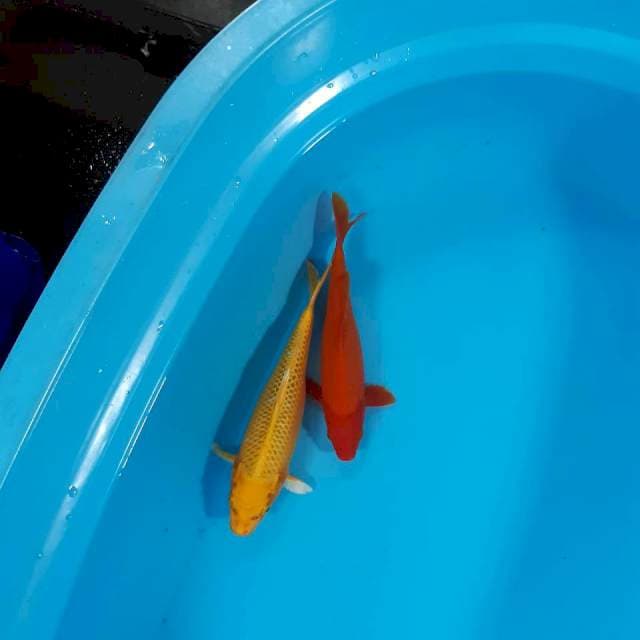 Red n yelow 23-25