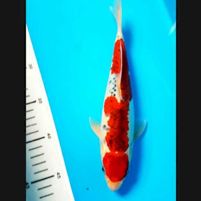 Goshiki 26cm male