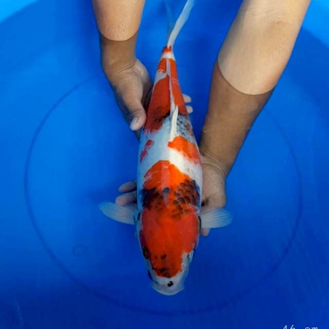 Showa 46 cm