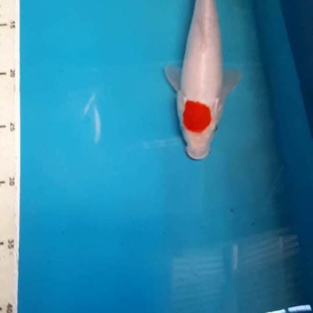 TANCHO KOHAKU ORIGINAL 21 CM