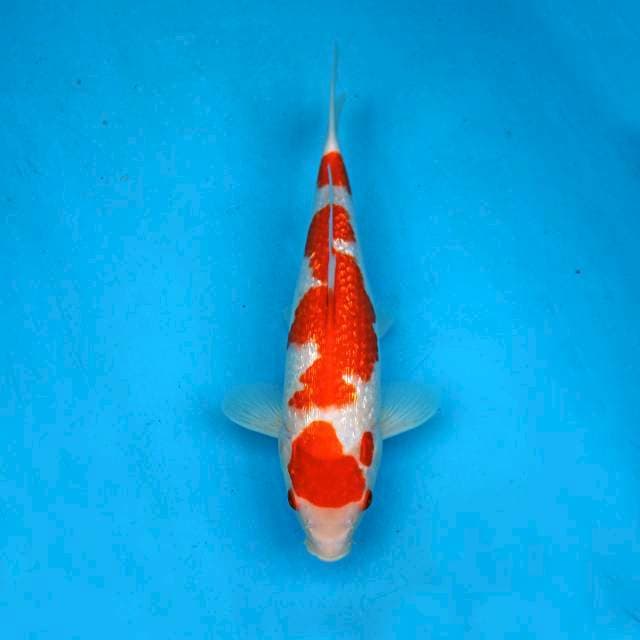 Kohaku ginrin skin white