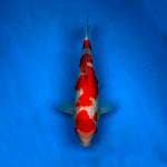 Kohaku ginrin skin white