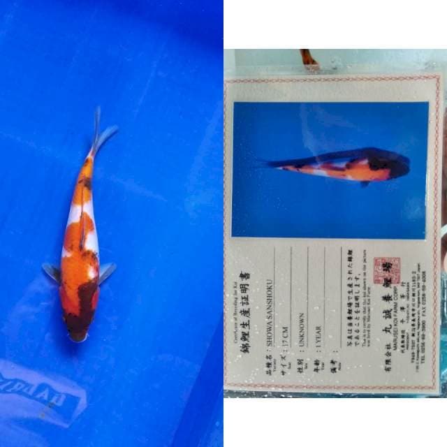 Showa marusei serti