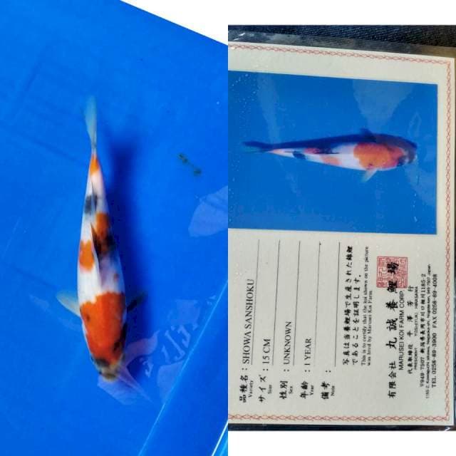 Showa marusei serti