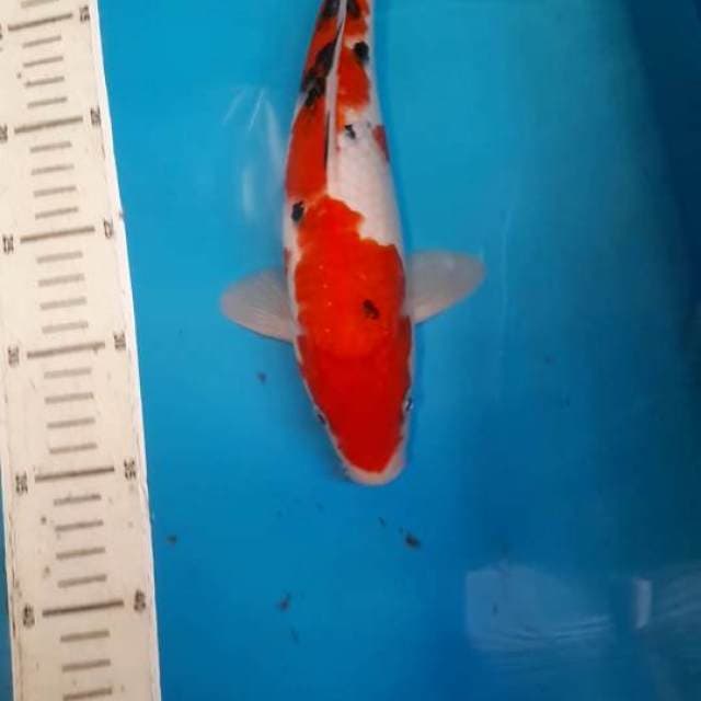SANKE 27 CM