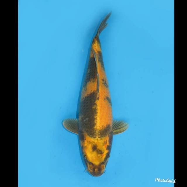 42cm , F1 Jumbo Unique