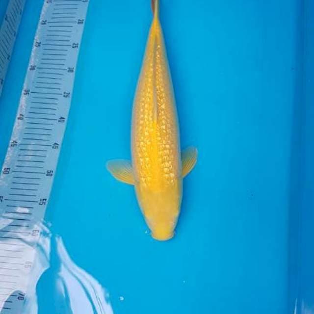 Karashi ginrin pelengkap kolam