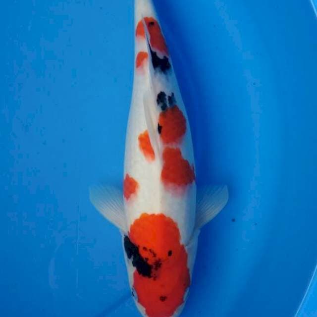 Sanke 36 cm