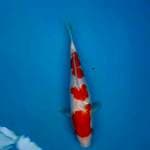 Kohaku ginrin super cling
