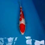 Kohaku calon jumbo ada sedikit cuting merapikan kiwa