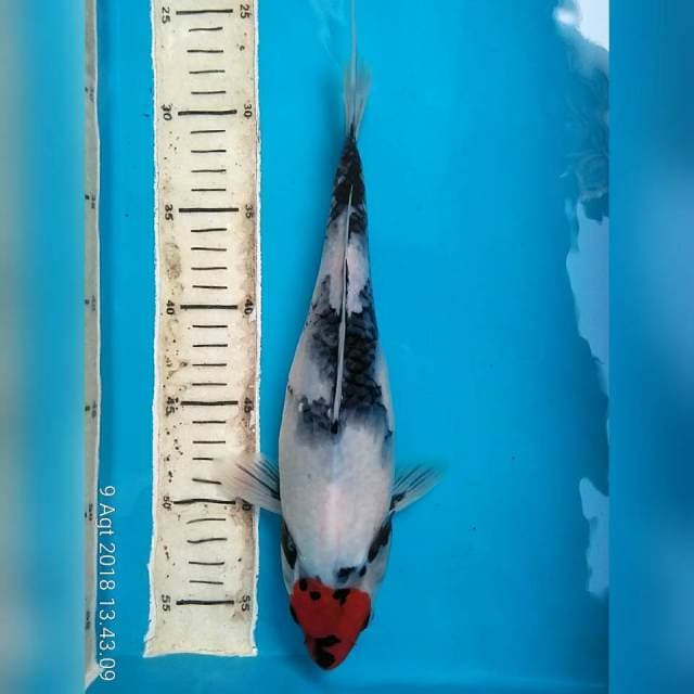 29cm Tancho Showa, calon induk