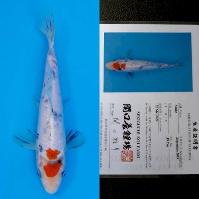 Sekiguchi sanke 19cm sertifikat