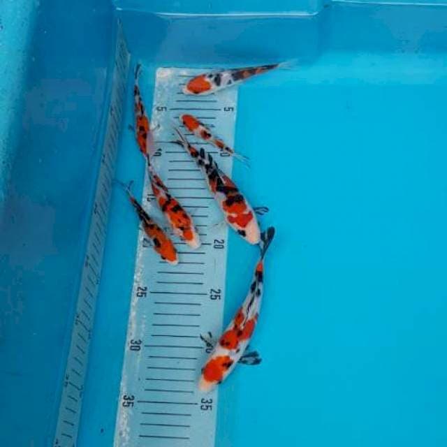 Sanke mix(terselip harapan)