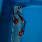 Sanke mix(terselip harapan)