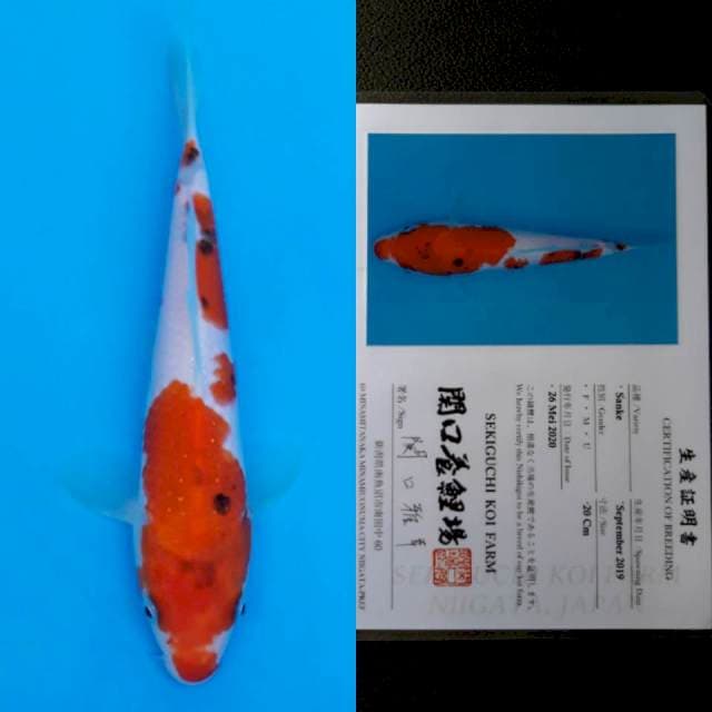 Sekiguchi sanke 20cm sertifikat