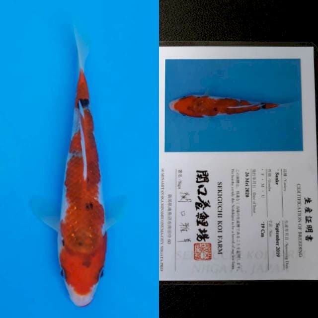 Sekiguchi sanke 19cm sertifikat