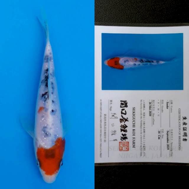 Sekiguchi sanke 16cm sertifikat