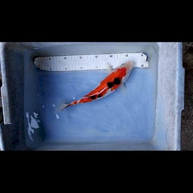 Sanke 31cm