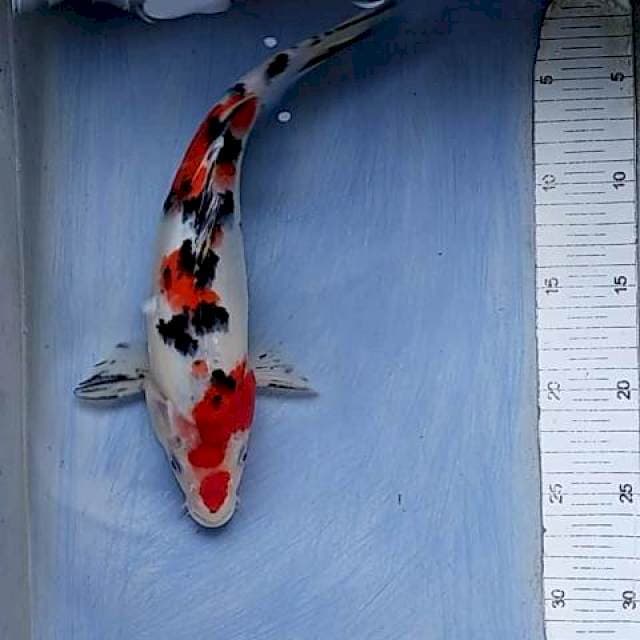 Sanke 29cm