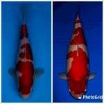 Kohaku Super SQ 30 CM 