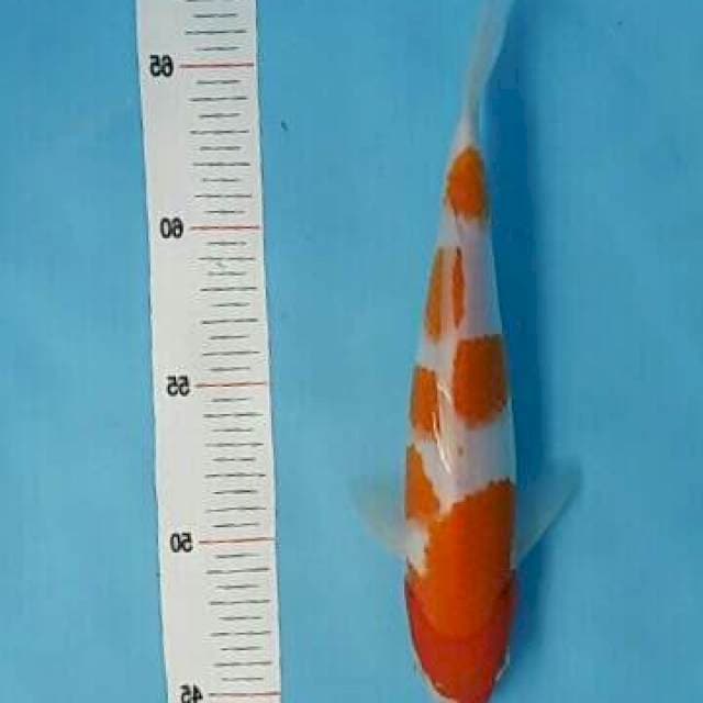 Kohaku