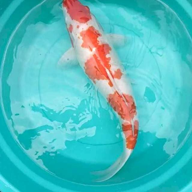 Kohaku jumbo 55 Bu,Ori cakep