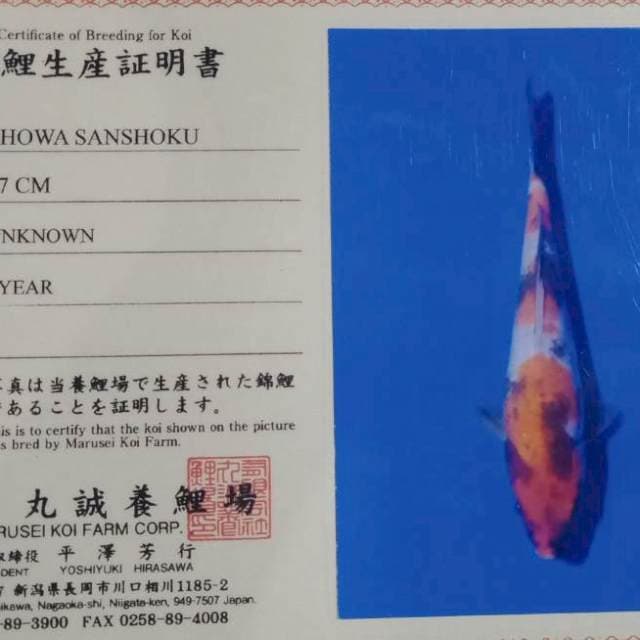 Showa import marusei farm