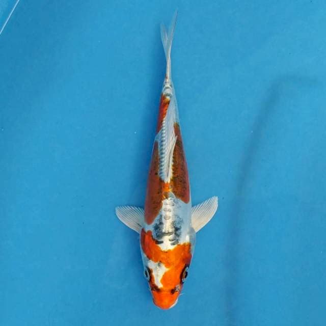 Okawa Beni Kiko