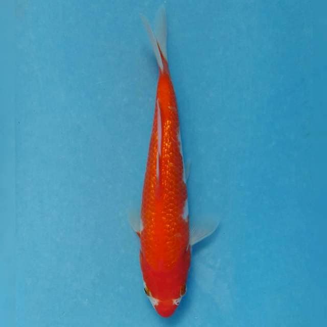 Kohaku Ginrin Import non serti