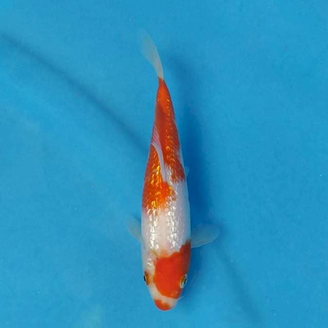 Kohaku Ginrin Import non serti