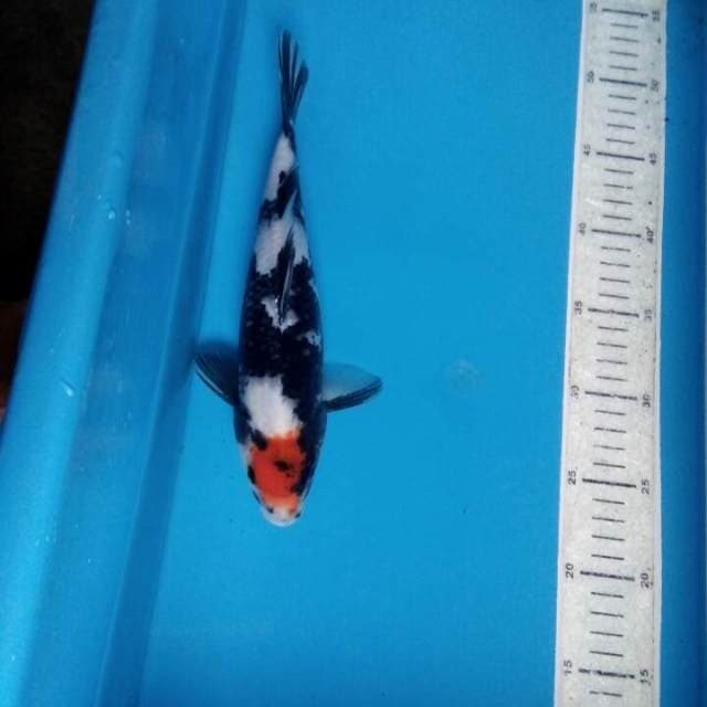 Tancho sowa 22cm