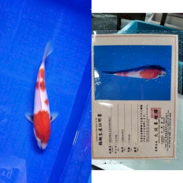 Showa marusei serti