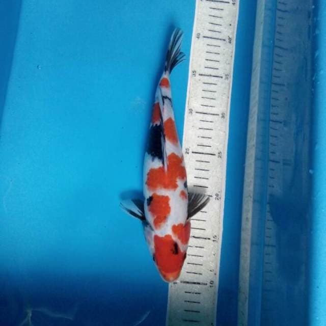 Showa 29cm