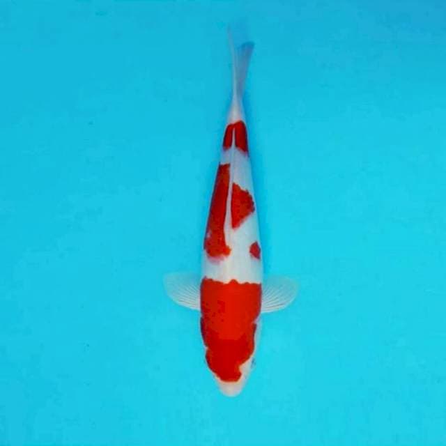 YORI 15 - KOHAKU ®