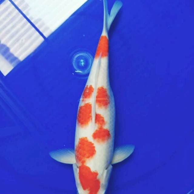 Kohaku f1 sakura 33 cm