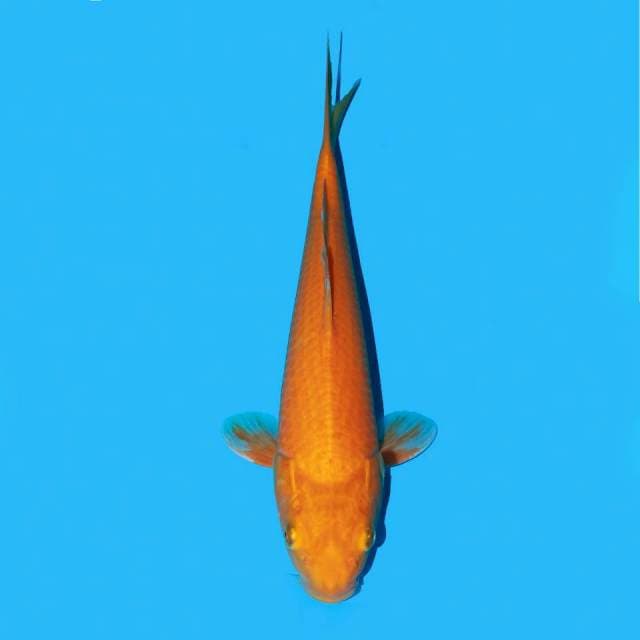Karasi