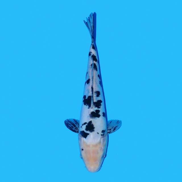 Bekko