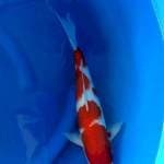KOHAKU F1 