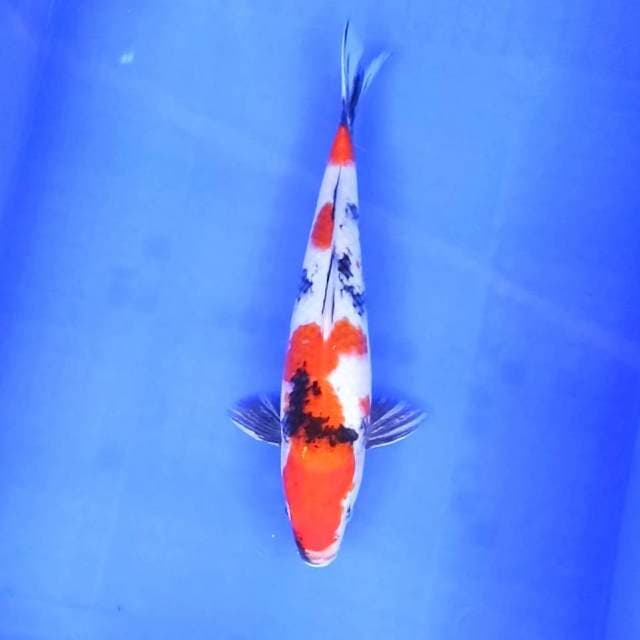 4. Showa || 31 cm