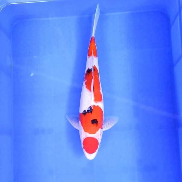 5. Maruten Sanke || 35 cm