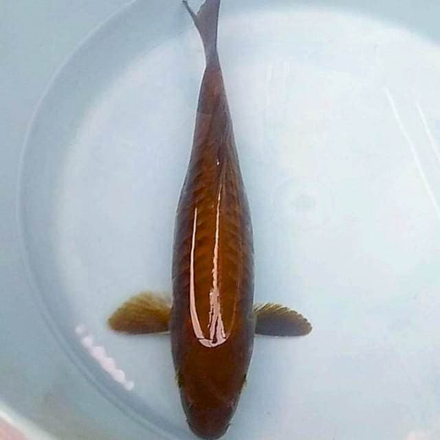 Chagoi sisik gajaaah 35cm