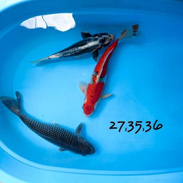 paket kiko, soragoi, ghosiki