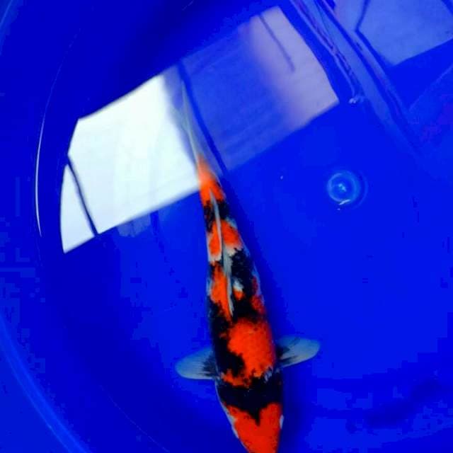 Showa 38 cm f