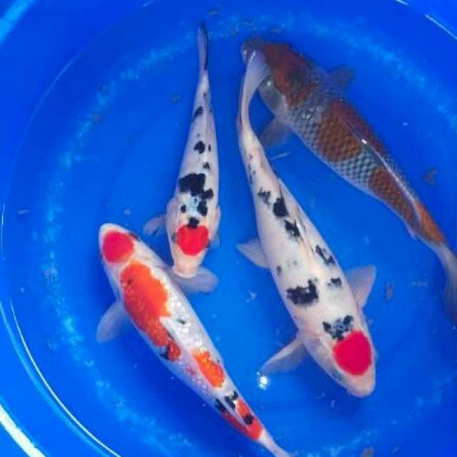 Sk mix hg