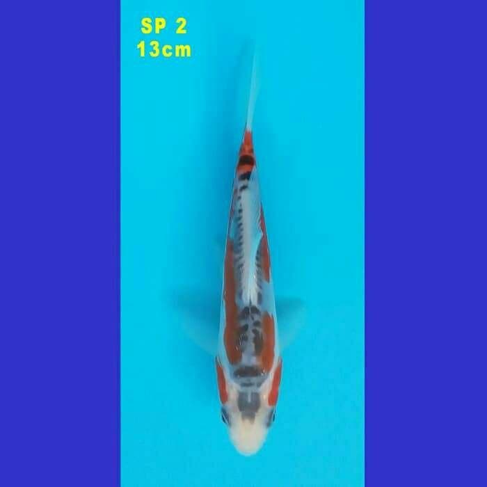 SHUSUI F1 KONISHI 80 BU (SP 2)
