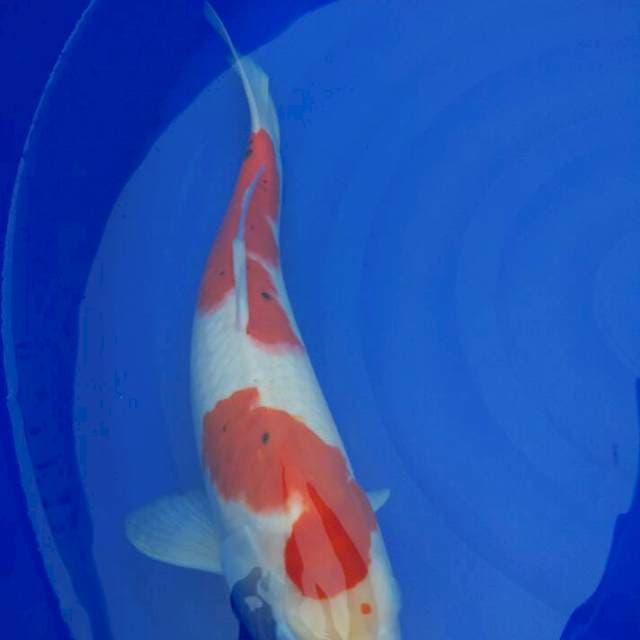 sanke ori joss,40 cm