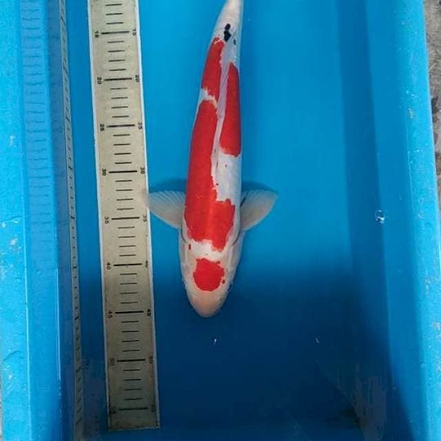 Doitsu 41cm male