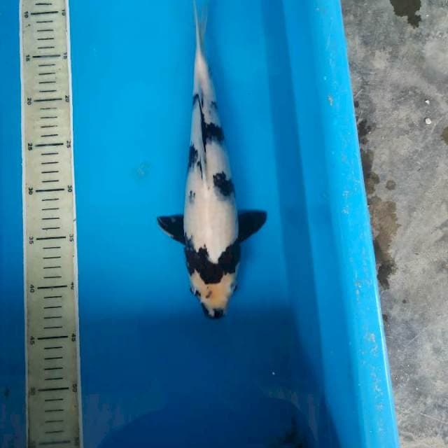 Skin quality 34cm