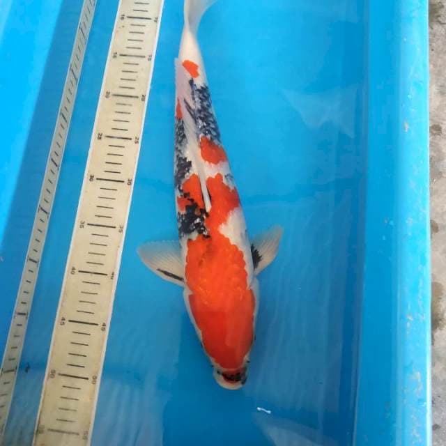 Deepred. 45cm male
