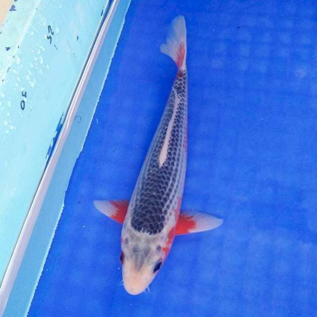 MALE ASAGI 23cm